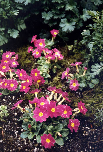 Primula 'Wanda' in bloom in a light woodland